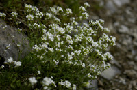 arabette des alpes