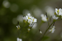 arabette des alpes