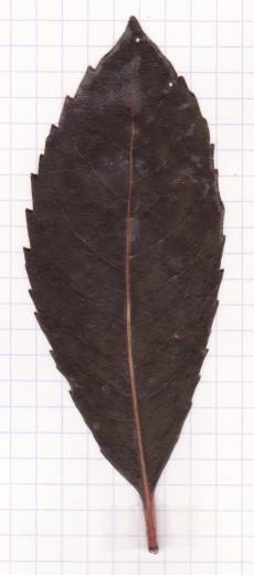 arbousier