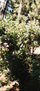 arbousier