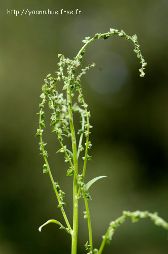 Arroche hastée