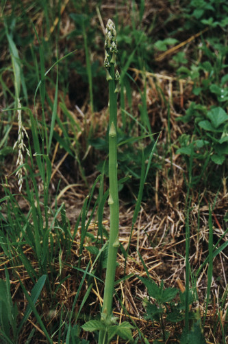 asperge sauvage