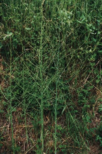 asperge sauvage