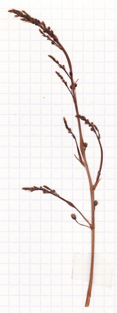 asperge