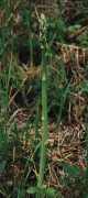asperge