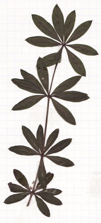 aspérule