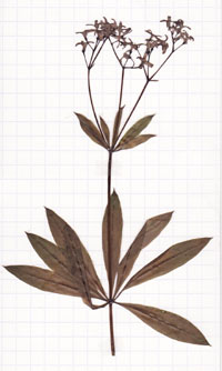 aspérule