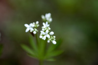 aspérule
