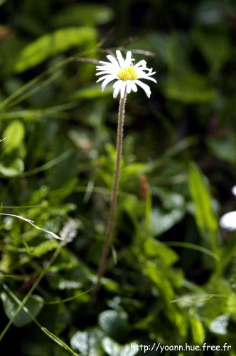 aster