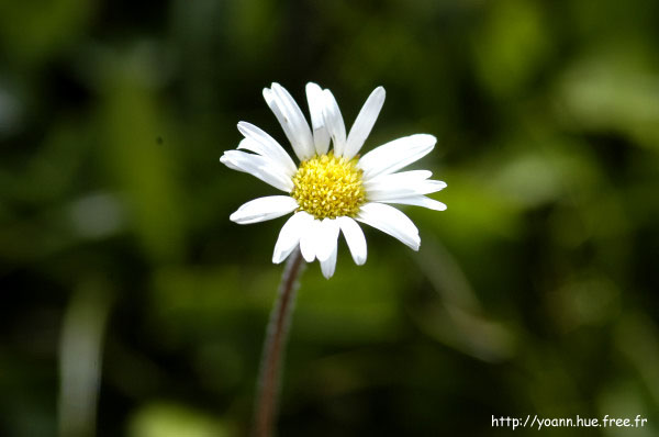 aster