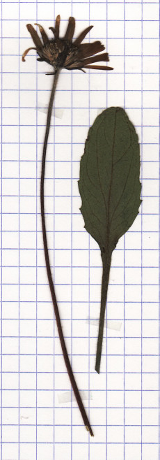 aster