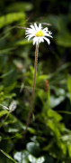 aster