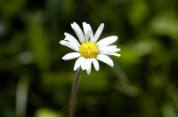aster