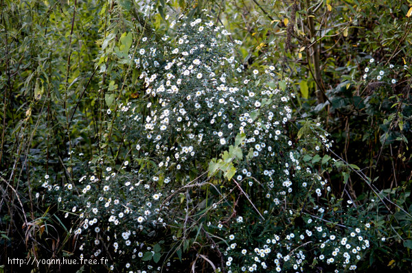 Aster à feuilles de saule