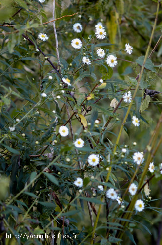 Aster à feuilles de saule