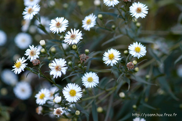 Aster à feuilles de saule