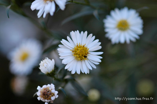 Aster à feuilles de saule