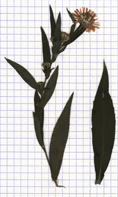 aster