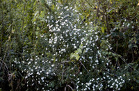 aster