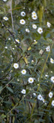 aster