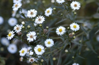 aster saule