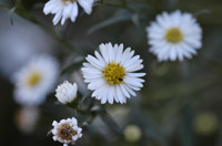 aster saule