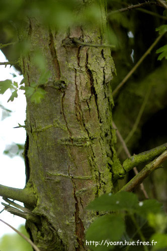 aubépine