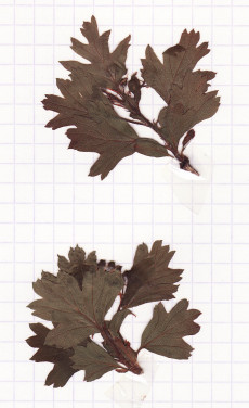 aubépine