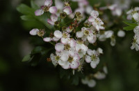 aubépine