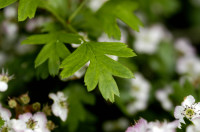 aubépine