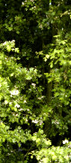 aubépine