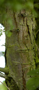 aubépine