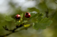 aubépine