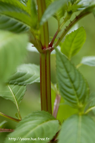 balsamine