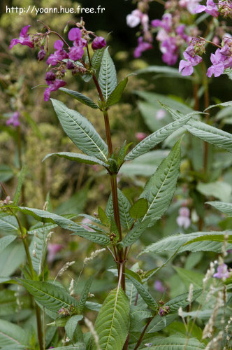 balsamine