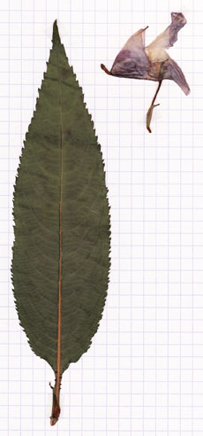 balsamine