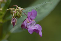 balsamine