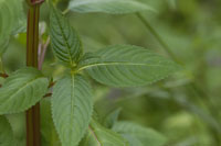 balsamine