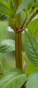 balsamine