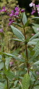 balsamine
