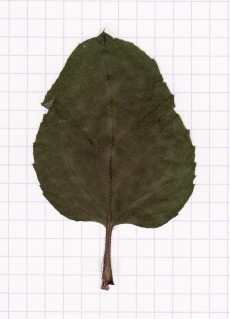 bardane