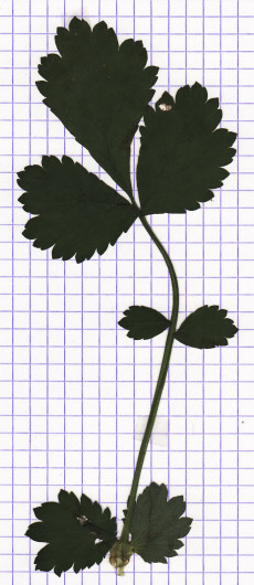 benoite commune