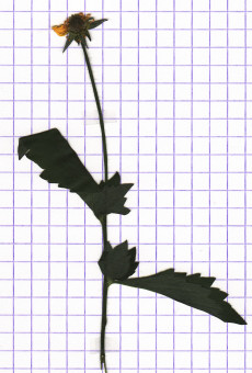 benoîte commune
