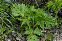 berce du caucase
