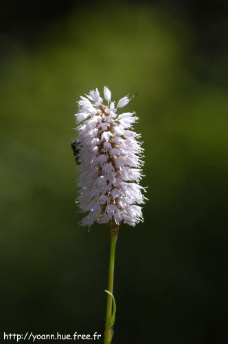 bistorte