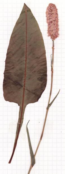 bistorte
