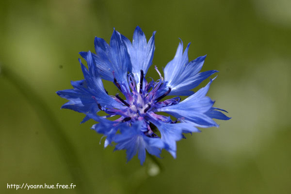 bleuet
