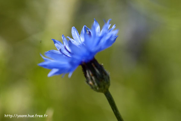 bleuet