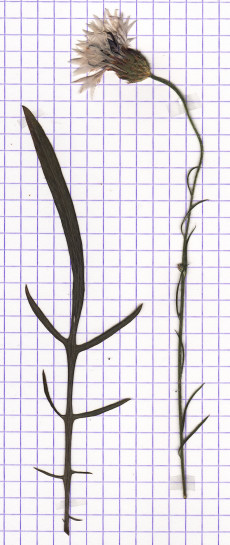 bleuet