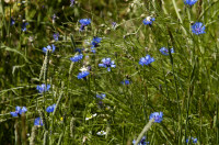 bleuet